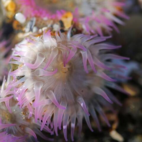 Aggregating anemone (Anthopleura elegantissima)