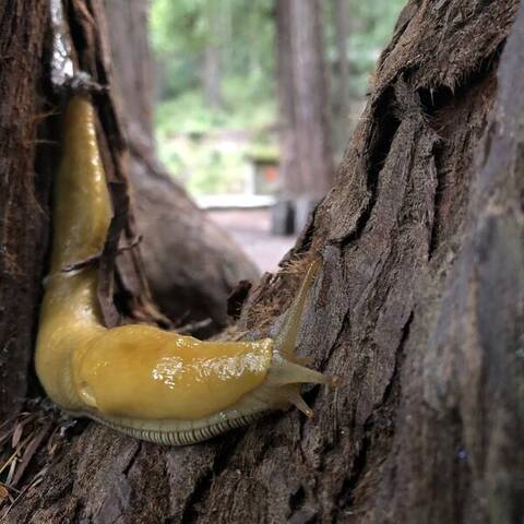 Banana slug (Ariolimax) on a redwood