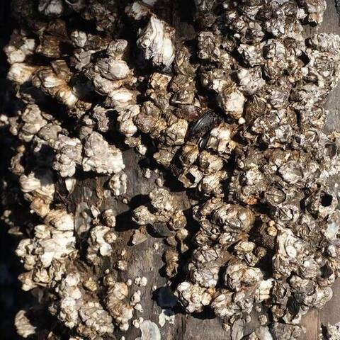 Acorn barnacles (Balanus glandula)