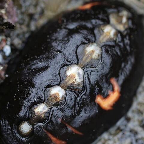 Black leather chiton (Katharina tunicata)