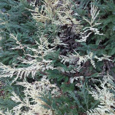 Albino basal sprout of Sequoia sempervirens, Guerneville, California
