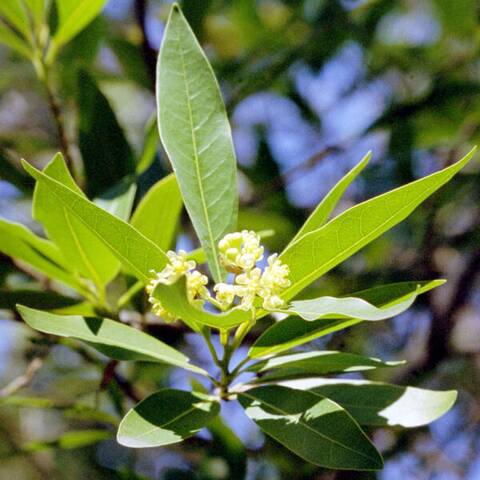 Umbellularia californica (California bay laurel) leaves and flowers