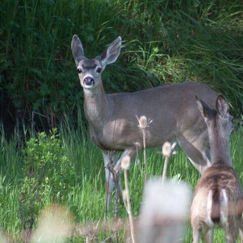Black-tailed deer, Joseph D. Grant County Park, Santa Clara County, California