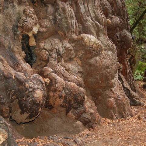 Burls, Redwood Grove, Henry Cowell Redwoods State Park