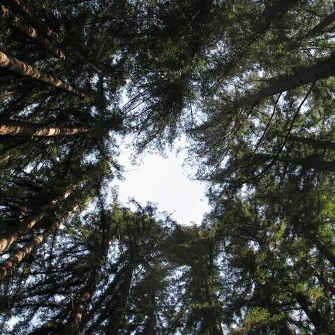 Sequoia Sempervirens Ring