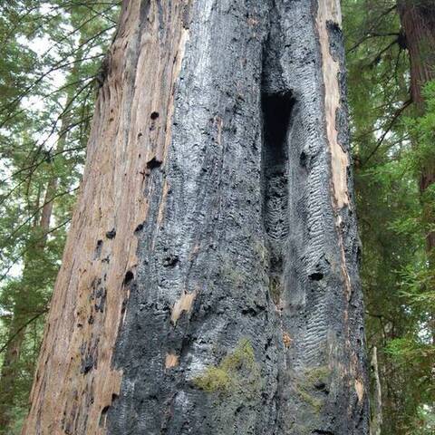 Charred trunk of a burned Coast Redwood, Redwood Grove, Henry Cowell Redwoods State Park