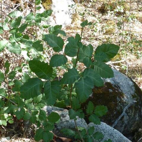 "Leaves of three, let it be" - Poison Oak