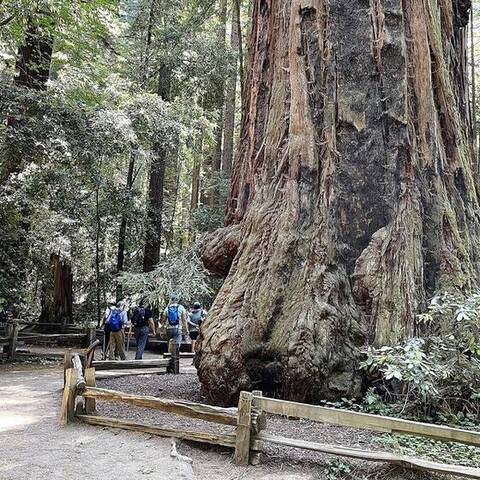 "The Giant" at Henry Cowell Redwoods State Park, CA - June 2022