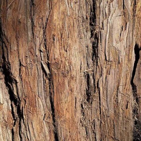 Bark on a Coast Redwood along the Redwood Grove Trail, Henry Cowell Redwoods State Park