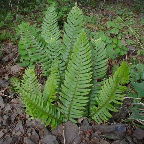 Western sword fern (Polystichum munitum)
