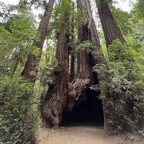 Hollow-based redwoods (goose pen), Henry Cowell Redwoods State Park