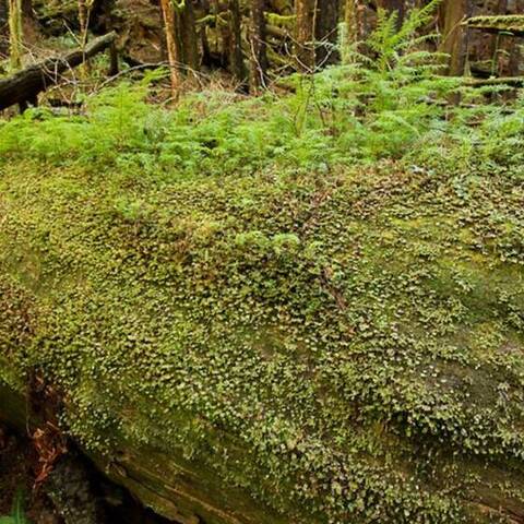 Nurse log with new growth, Avatar Grove old-growth forest