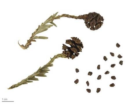 Coast redwood cones and seeds (Sequoia sempervirens), with 1 cm scale