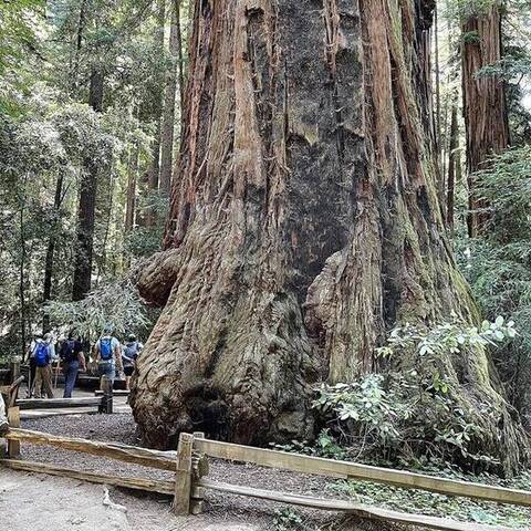 Coast redwood "The Giant" (Sequoia sempervirens), Henry Cowell Redwoods State Park