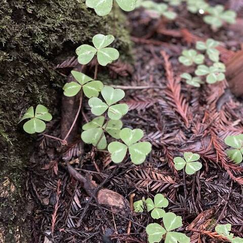 Redwood sorrel (Oxalis oregana), Armstrong Redwoods State Natural Reserve