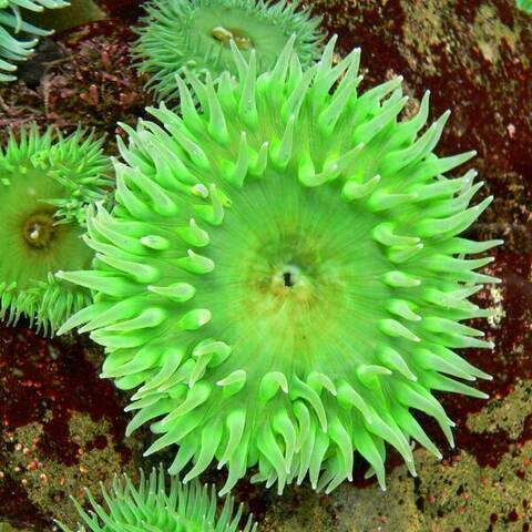 Giant green anemone (Anthopleura xanthogrammica)