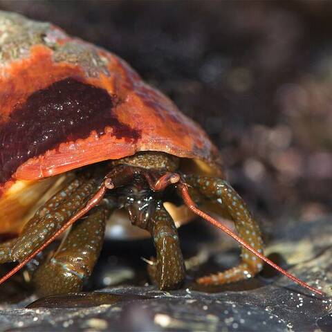 Blue-banded hermit crab (Pagurus samuelis)