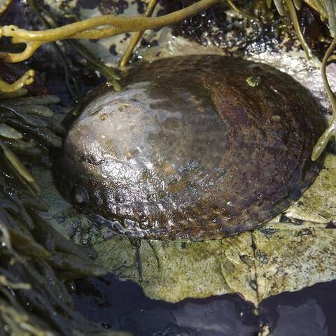 Owl limpet (Lottia gigantea)