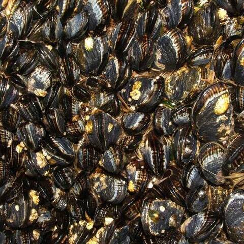 California mussel bed (Mytilus californianus), Asilomar State Beach