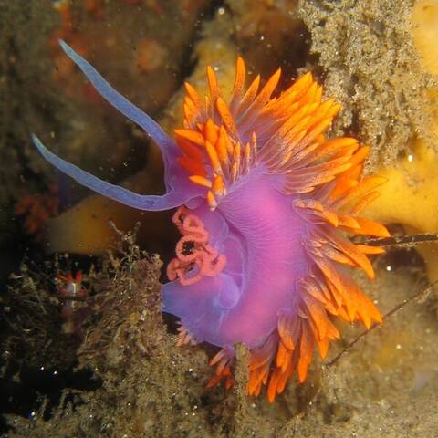 Spanish shawl nudibranch (Flabellinopsis iodinea)
