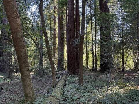 Redwood Grove Trail, Henry Cowell Redwoods State Park, Felton, California