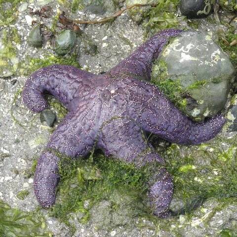 Ochre sea star (Pisaster ochraceus)