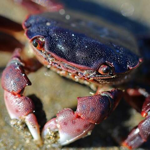 Purple shore crab (Hemigrapsus nudus)