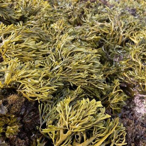 Golden rockweed (Silvetia compressa), Pacific Grove, California