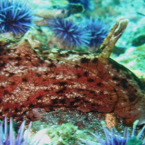 California sea hare (Aplysia californica)