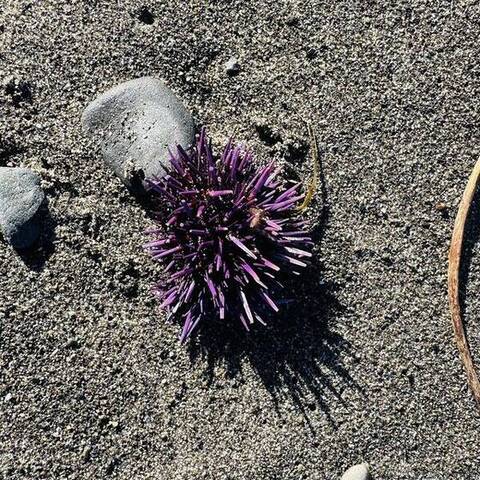 Purple sea urchin (Strongylocentrotus purpuratus)
