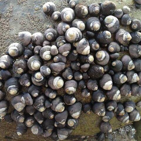 Black turban snails (Tegula funebralis)